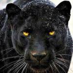 Panther Black Profile Picture